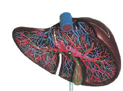 Model anatomic – ficat