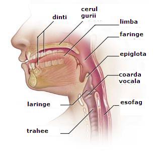 Sanatatea orala: ce este in spatele cavitatii bucale