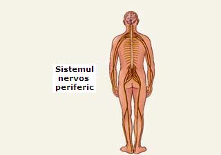 Sistemul nervos periferic