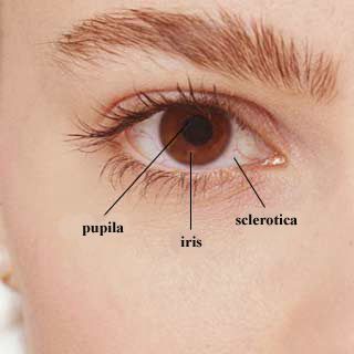 Partea anterioara a ochiului
