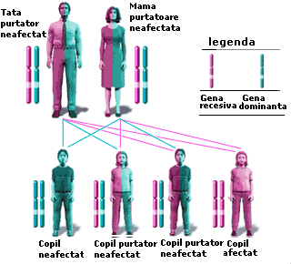 Modelul mostenirii autozomal recesive