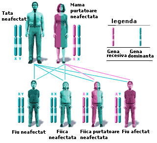 Mostenirea unor boli X-linkate avand mama purtatoare