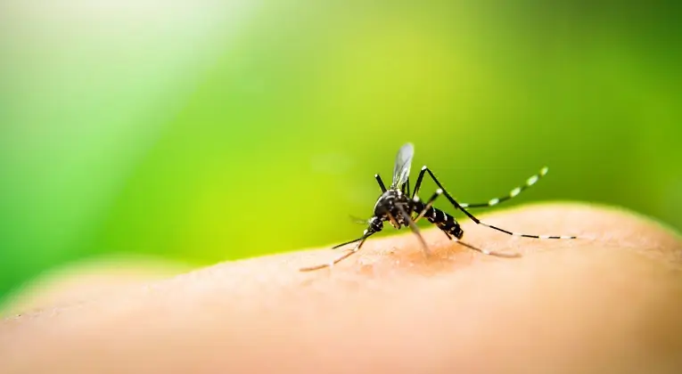 Cele mai frecvente infectii parazitare