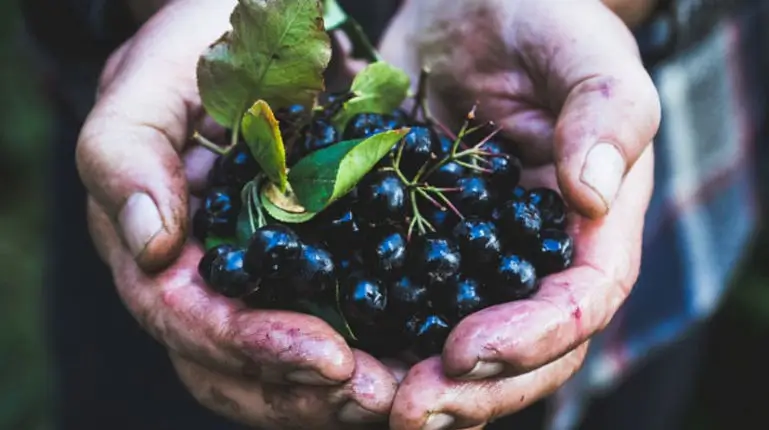 Aronia si sanatatea cardiovasculara: un remediu pentru hipertensiune
